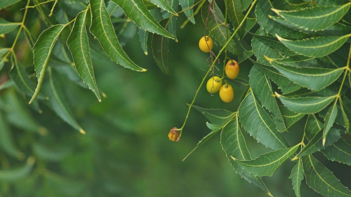 Benefits of neem leaves for skin