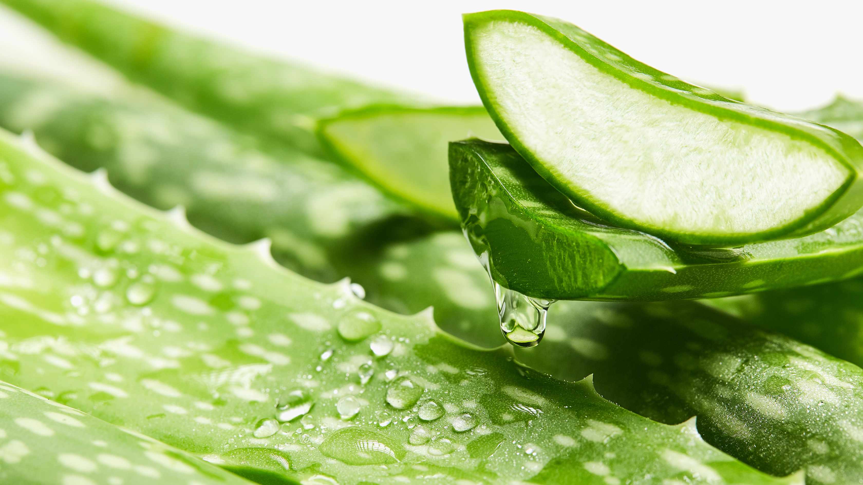 Aloe vera