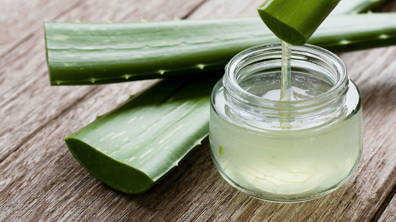 aloe vera