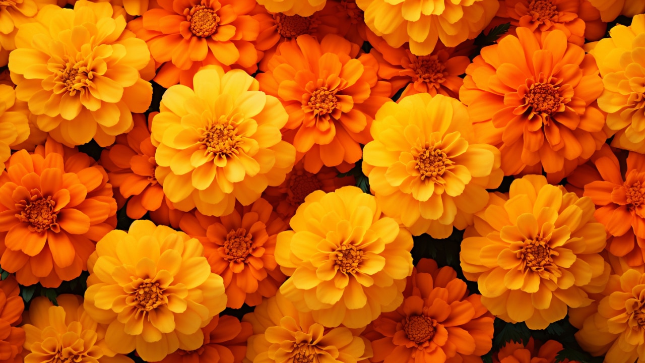 Marigold flowers and masoor dal face pack for dull skin