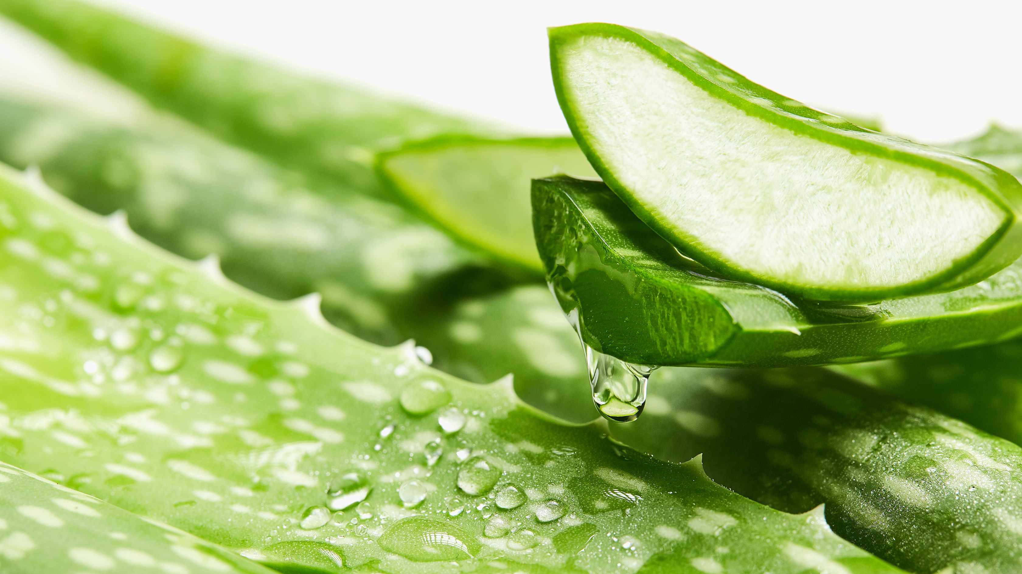 4. Aloe vera