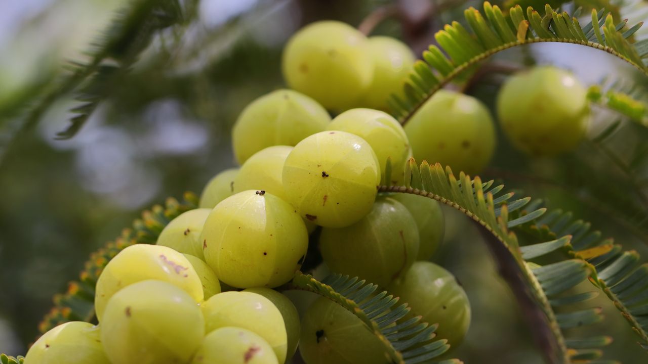 Amla Benefits for Skin: The Basics