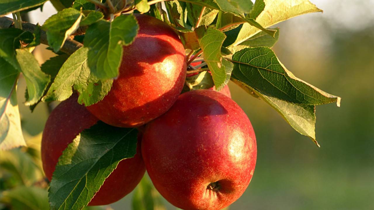 Benefits of apple for skin