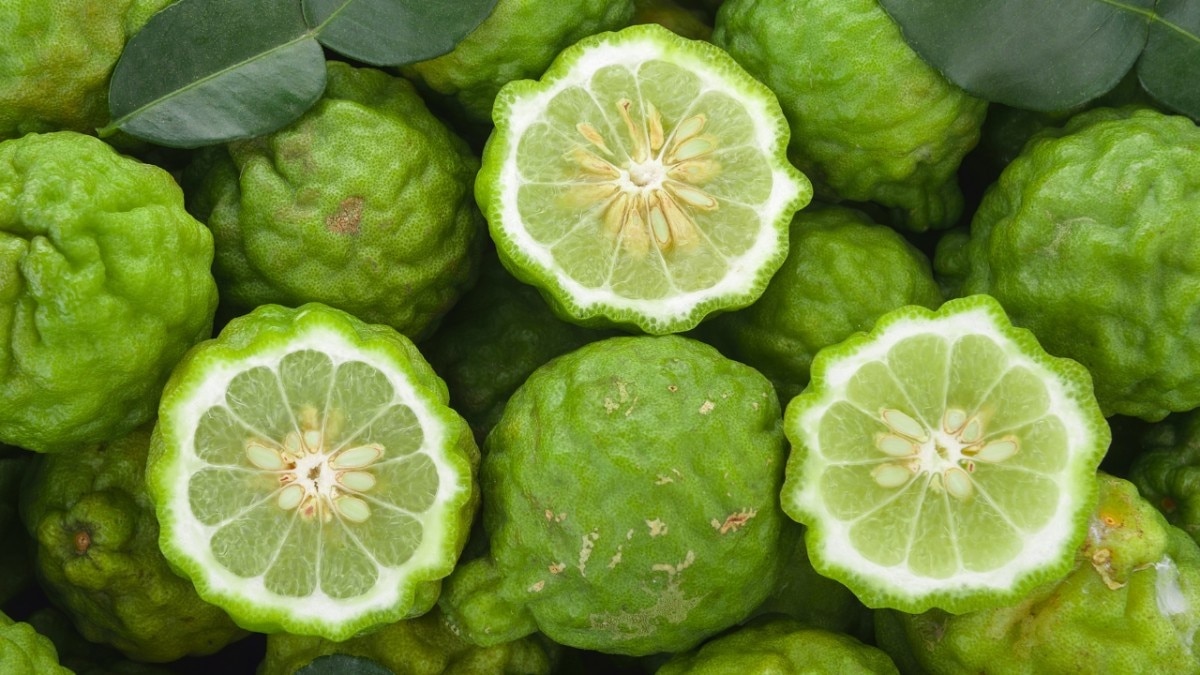 Essential Oil #2 – Bergamot Oil