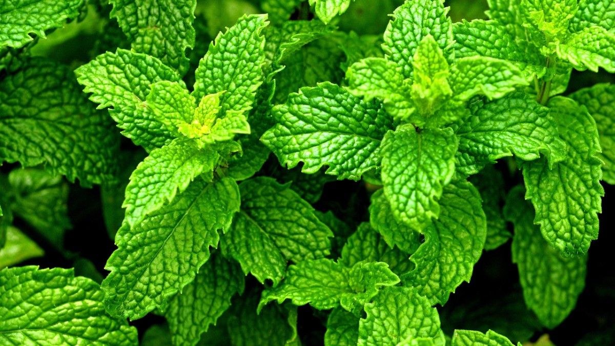 Essential Oil #3 – Peppermint Oil