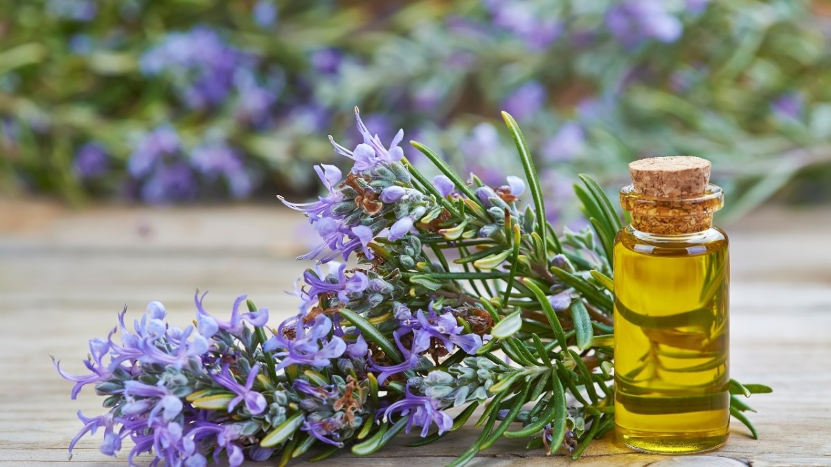 Essential Oil #4 – Rosemary Oil