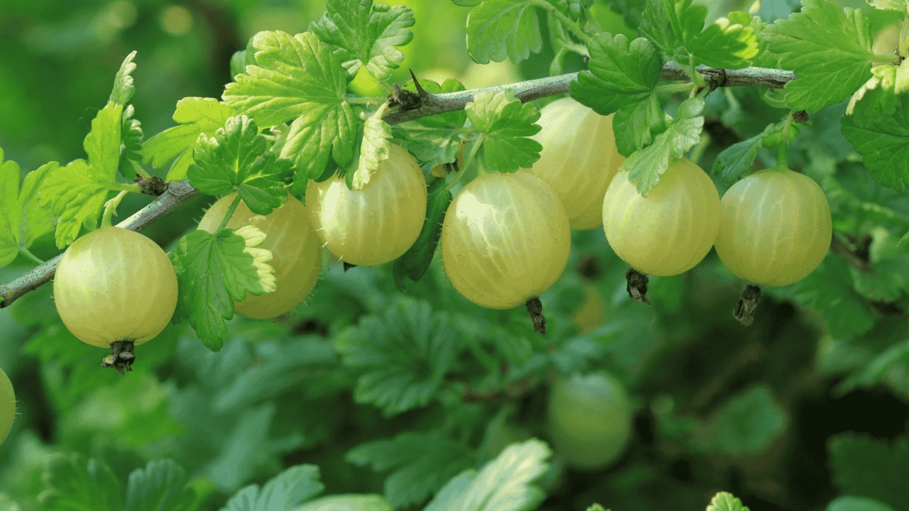 4. Gooseberries