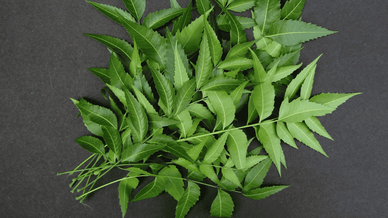 06. Aloe Vera And Neem Mask