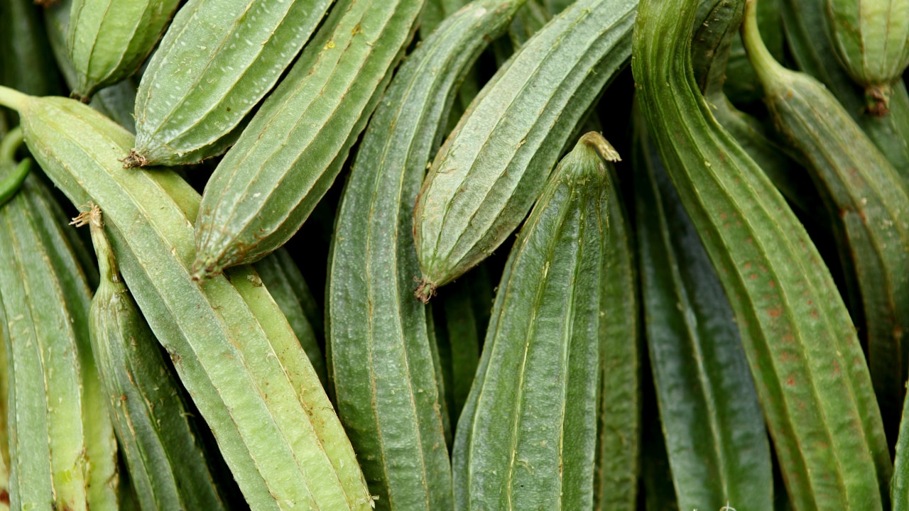 6. Ridge-gourd oil