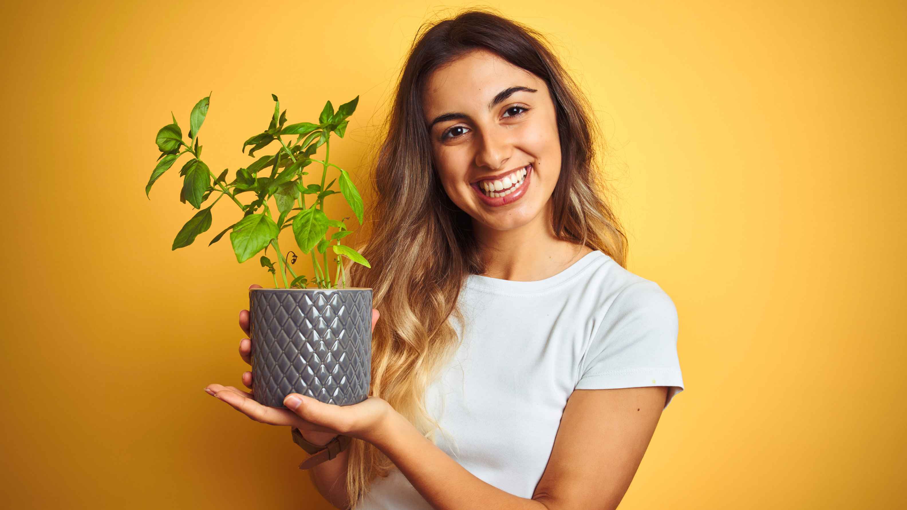 Role of tulsi in Ayurveda-based beauty routines