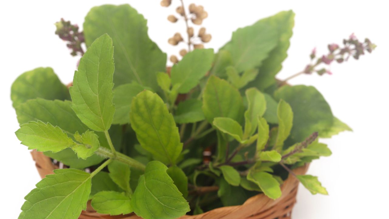 5. Tulsi, neem and pudina pack