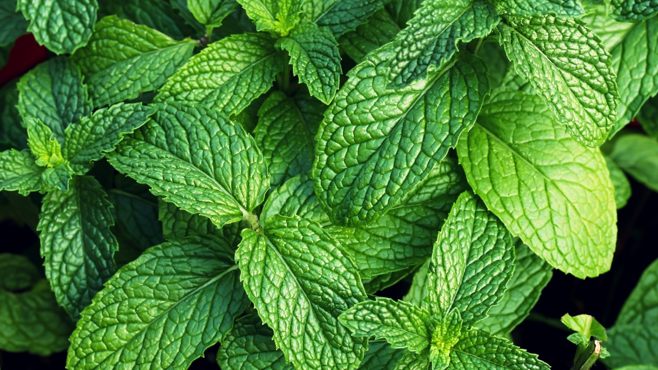 Turmeric face mask with mint