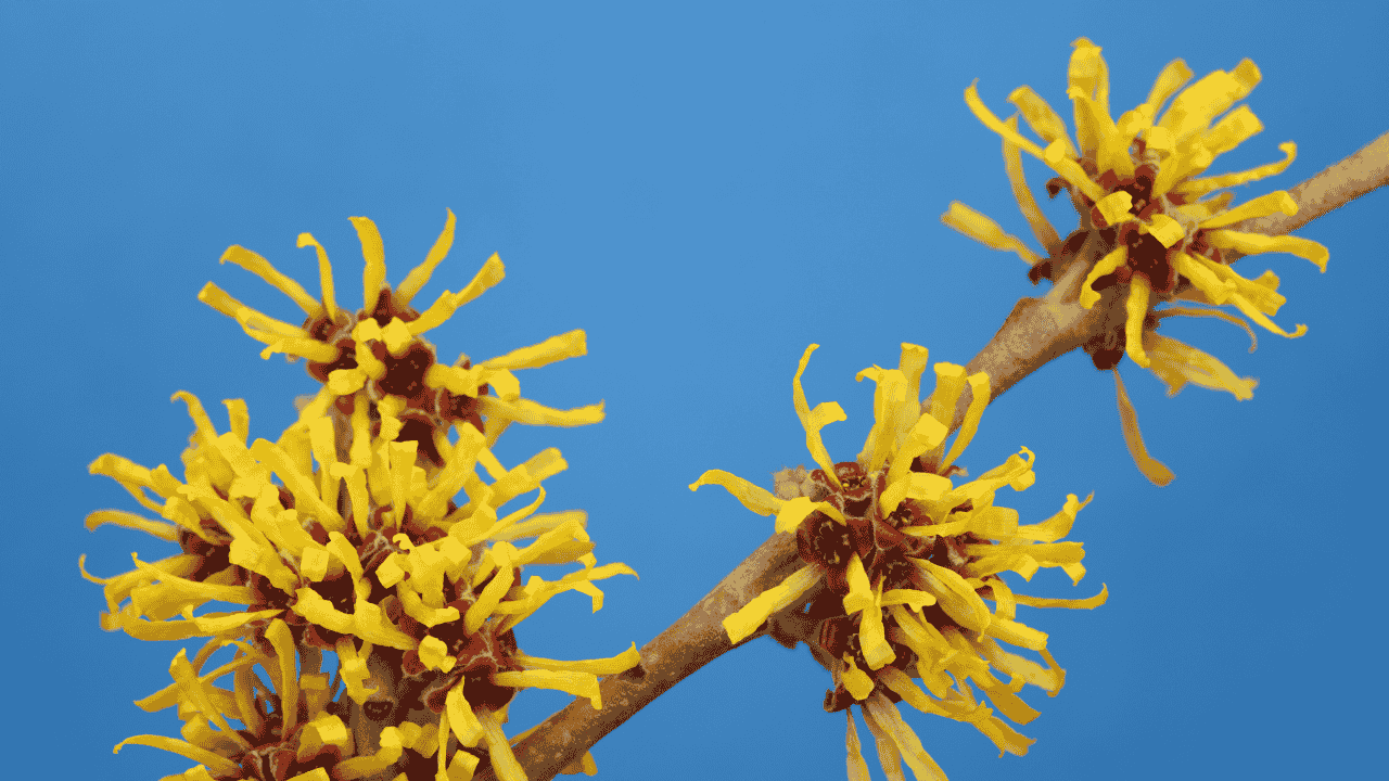 What exactly is witch hazel?