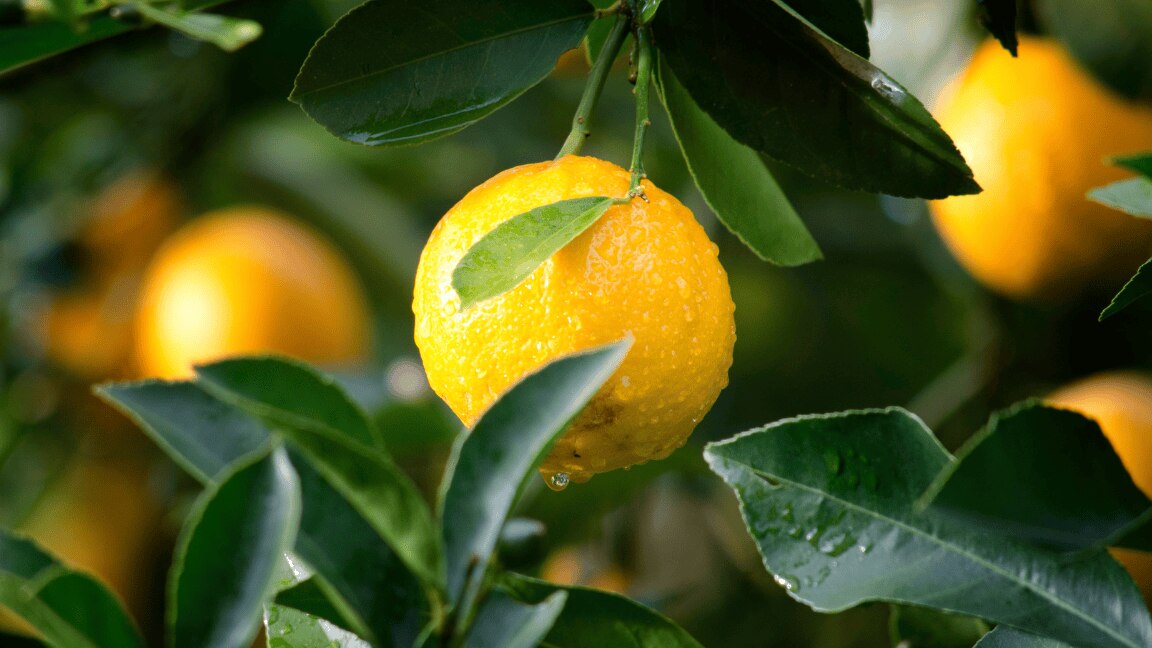 6 Benefits Of Lemon For Your Hair