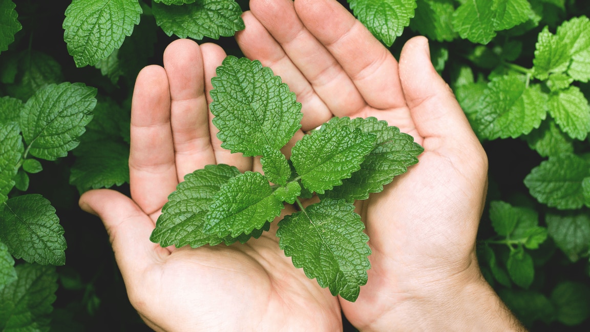 Add These 7 Diy Mint Face Packs To Your Skin Care Routine For Glowing Skin!