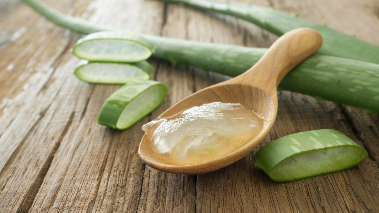 Aloe Vera 