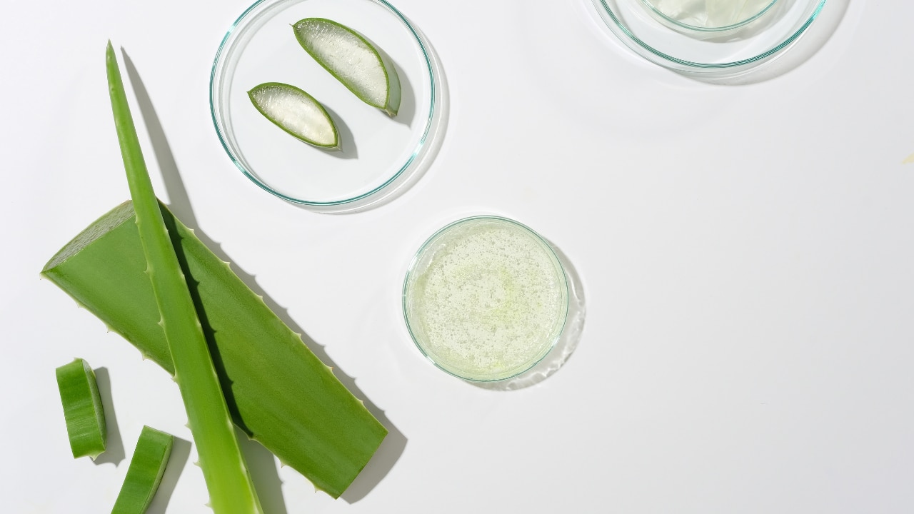 Aloe Vera