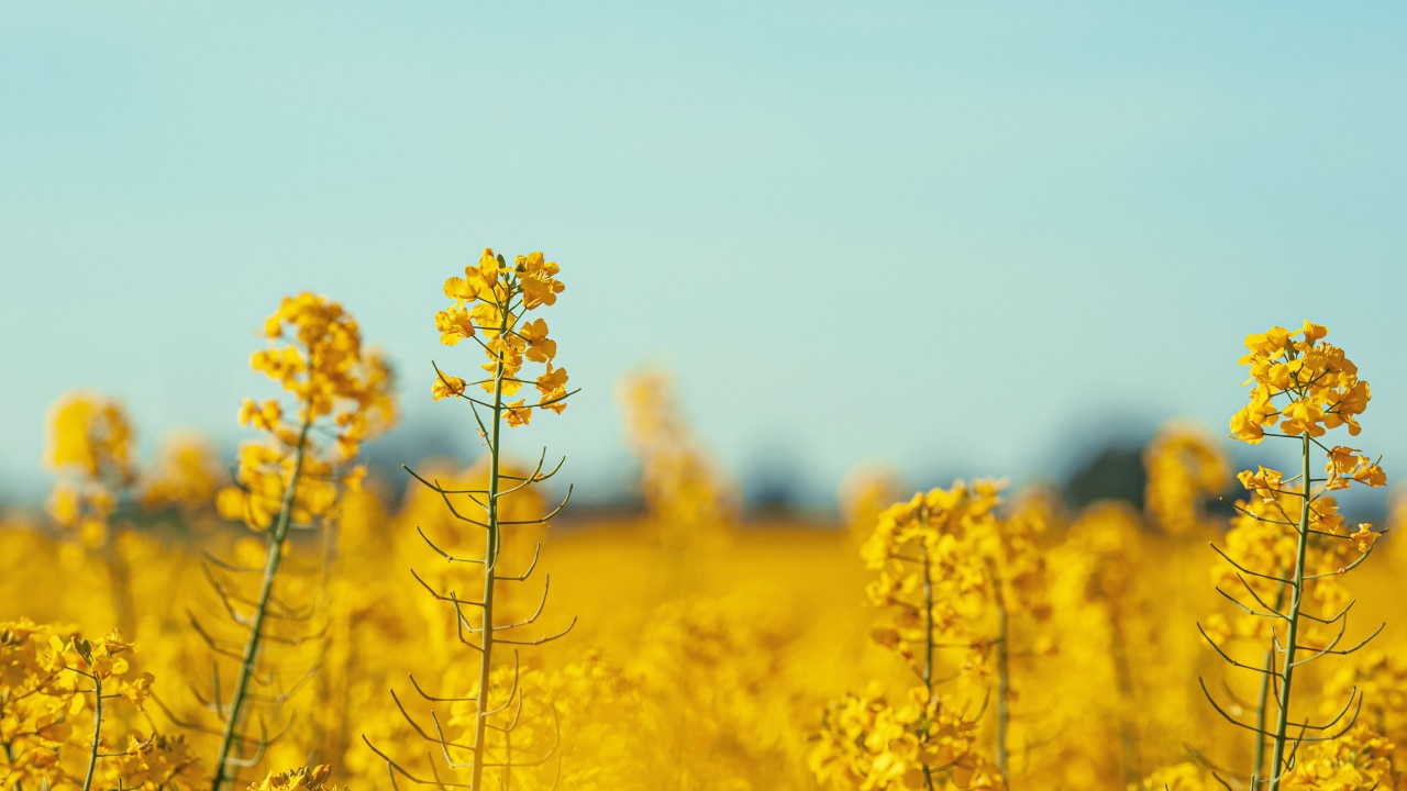 What Is Mustard Oil?