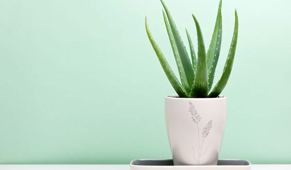 Hair Regrowth: HOW TO USE ALOE VERA GEL FOR HAIR GROWTH