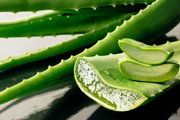 5 Ways In Which You Can Employ Aloe Vera Gel To Serve Your Hair 
