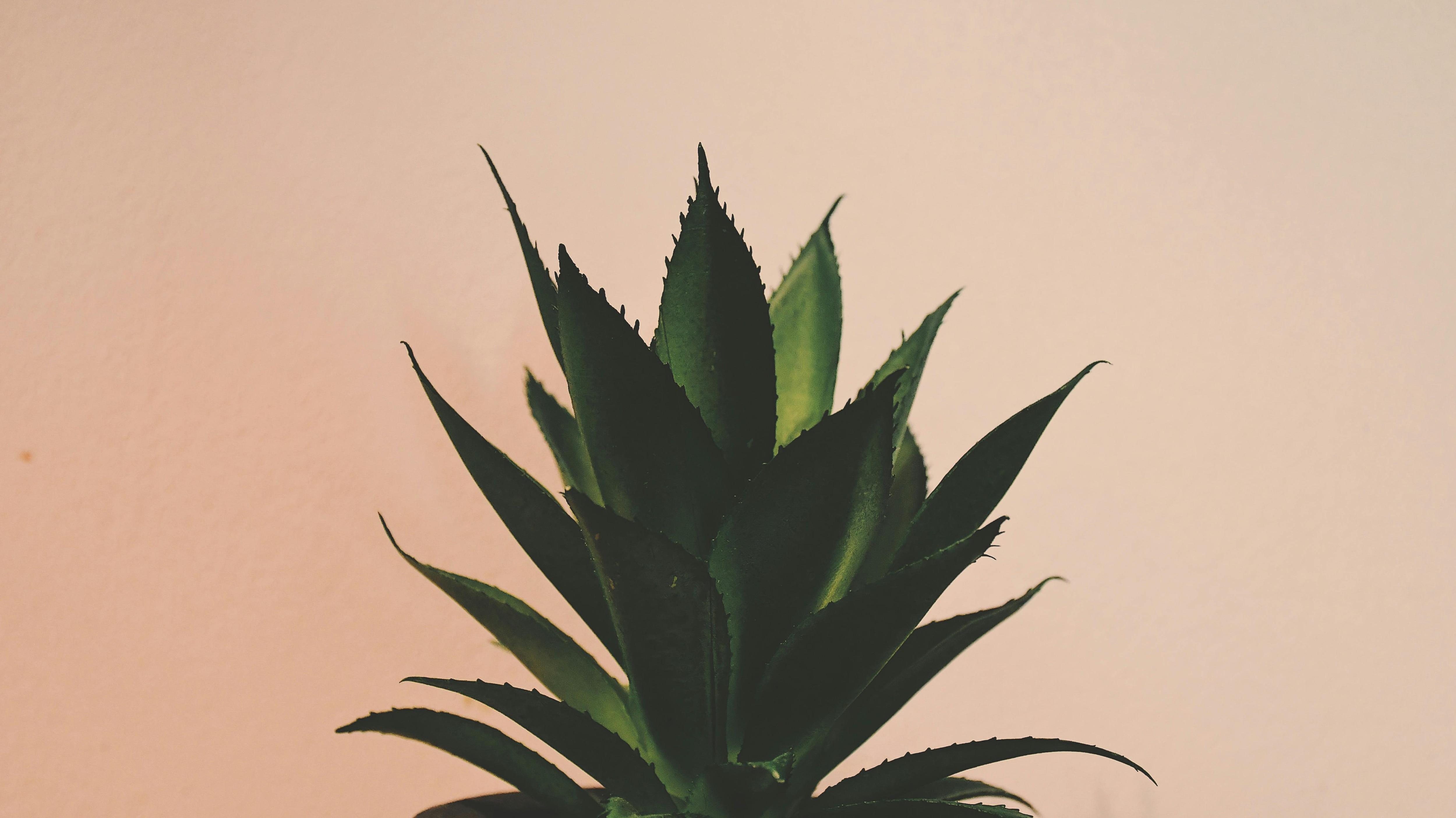 Aloe from the Other Side: Why You Need to Add Aloe Vera to Your Skincare