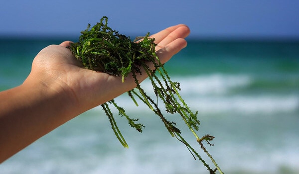 HOW SEAWEED HELPS HAIR GROWTH