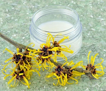 Witch Hazel